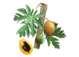 Dried Papaya Leaf Tea 50г